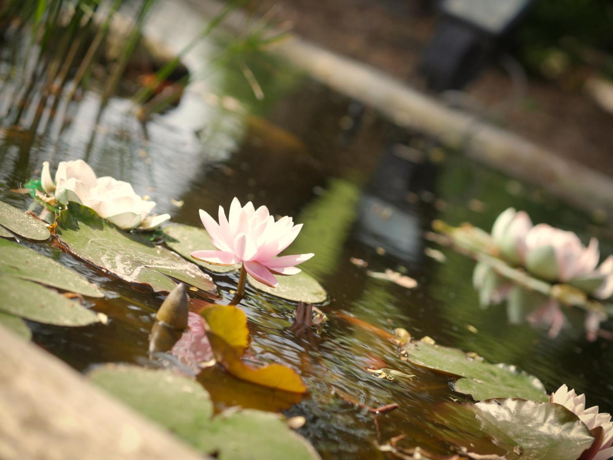 Quadrifoglio Relax Guest House San Dona di Piave Bagian luar foto