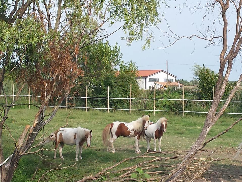 Quadrifoglio Relax Guest House San Dona di Piave Bagian luar foto